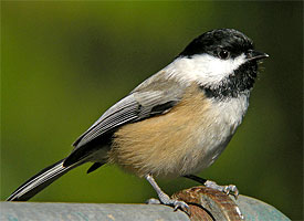 black_capped_chickadee_glamour[1].jpg